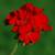 Picture of red geranium flower. David Beaulieu